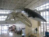 鯨賓館ミュージアムの写真