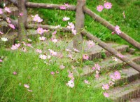 武蔵野公園の写真