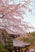 安楽寺（京都）の写真