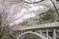 渡良瀬橋の写真