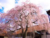 極楽寺（鳥取）の写真
