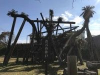 新町の大ソテツの写真