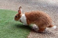 月うさぎの里の写真