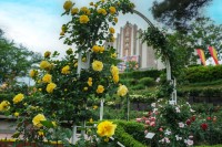 【西武園ゆうえんち】約1,300株、150品種のバラが咲き誇る！華やかな香りに包まれる「バラエン」西武園ゆうえんちでは、バラが見頃を迎えています