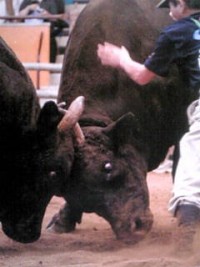 Bullfighting of Uwajima