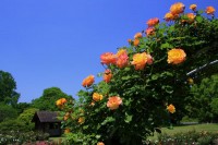 茨城県植物園の写真