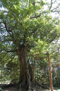 Matsuo Akou (Big Banyan Tree)