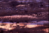 釧路湿原の写真