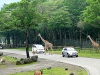 富士サファリパークの写真
