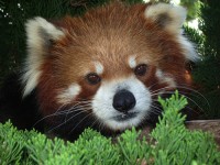 九十九島動植物園「森きらら」の写真