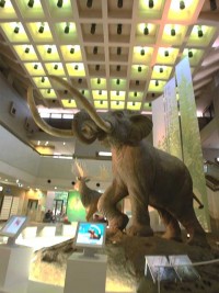 大阪市立自然史博物館の写真