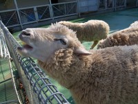 平塚市総合公園ふれあい動物園の写真