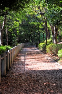 茅ヶ崎中央公園の写真