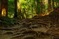 木の根道の写真