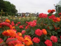 伊奈町制施行記念公園の写真