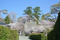 松坂城跡（松阪公園）の写真