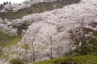 八尾城ヶ山公園の写真