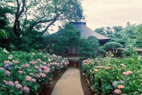 本土寺の写真
