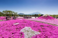 富士芝桜祭りの写真