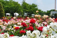 RSK Rose Garden