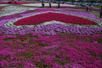 みさと芝桜公園の写真