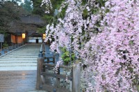 高野山金剛峯寺の写真