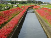 아이즈마메가와 강・히간꽃