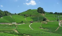 石寺の茶畑の写真
