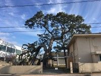 Murasame no Matsu (Rain-showered Pine)