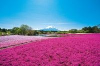 富士本栖湖リゾート（芝桜公園）の写真