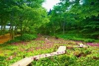 六甲高山植物園の写真