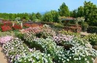 神奈川県立花と緑のふれあいセンター 花菜ガーデンの写真