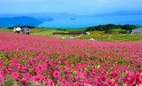 びわこ箱館山の写真