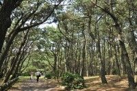 千本松原（千本浜公園）の写真