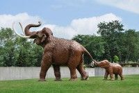 忠類ナウマン象記念館の写真
