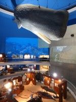 鯨と海の科学館の写真