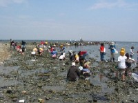 Okkata Coast Shellfish Gathering Place