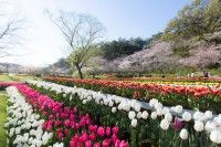 滨松花卉公园
