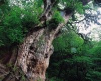绳文杉