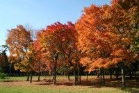 北海道立真駒内公園の写真