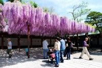 Kasama Inari Jinja Shrine