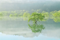 白川湖の水没林の写真