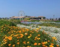 長井海の手公園ソレイユの丘の写真