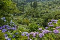 東雲の里あじさい園の写真