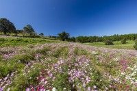 上場高原（コスモス園）の写真