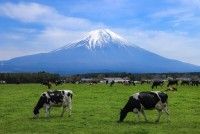 朝霧高原