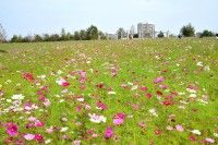 印西牧の原公園コスモスの丘の写真