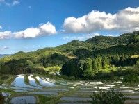 大山千枚田の写真