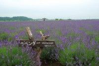 佐倉ラベンダーランド
