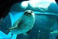 しながわ水族館の写真